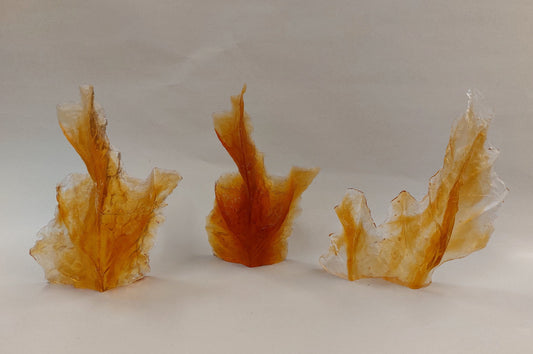 Leaf Segment Casts Amber